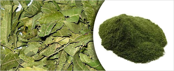 Neem Powder Neem Powder