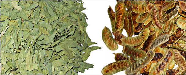 Seena Leaves | Seena Pods Seena Leaves and Pods
