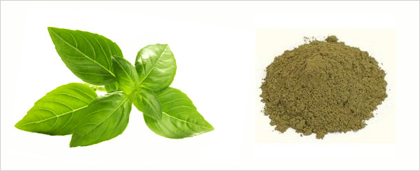 Tulsi Powder Tulsi Powder