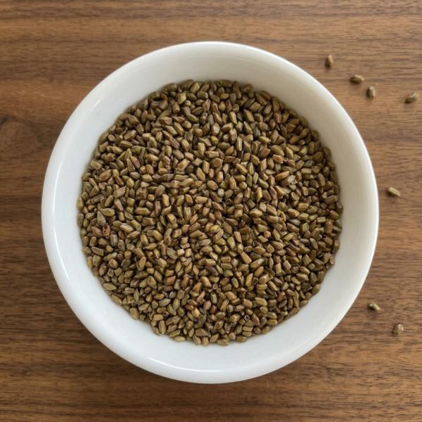Senna Seeds